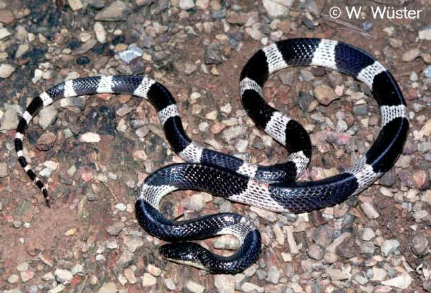 Blue Krait