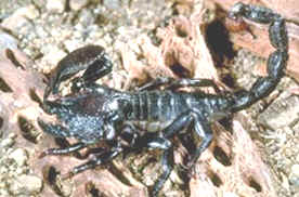 emperor-scorpion.jpg