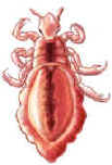 Illustration of Body lice
